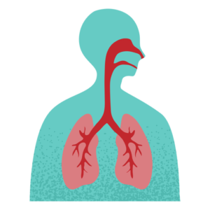 Sistema Respiratório